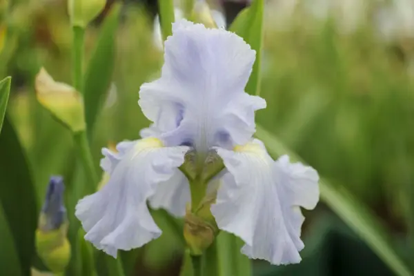Iris 'Aigue Marine'
