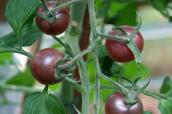 Lycopersicon esculentum 'Black Cherry'