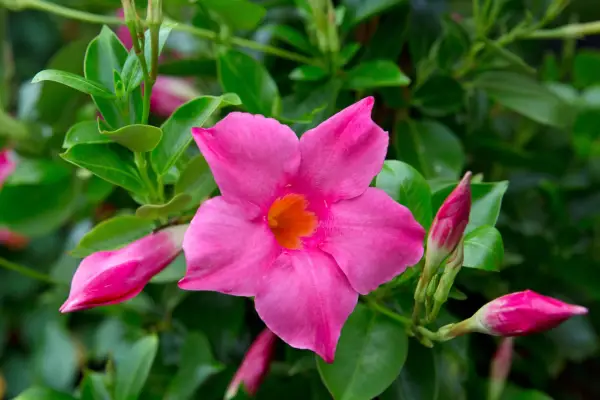 Mandevilla 'Hybrid Pink'