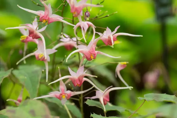 Coral-pink, star-burst flowers of epimedium