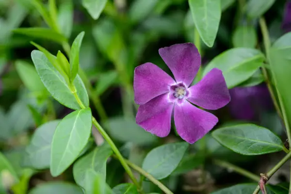 Purple periwinkle flower