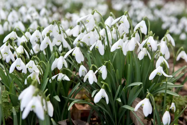 A swathe of snowdrops