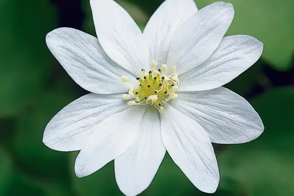 A white Hepatica 