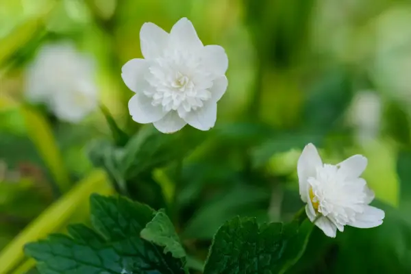 Double, white Anemone nemorosa 
