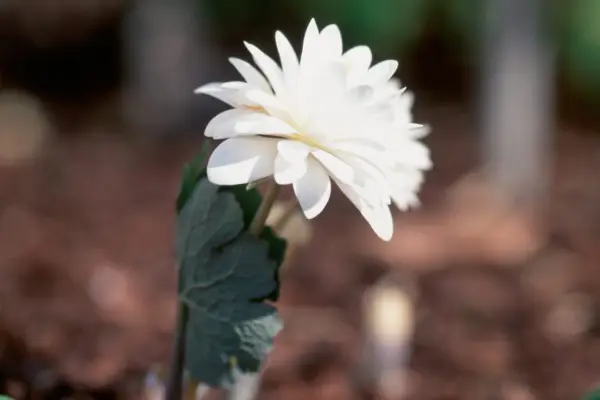White flower and clasping leaves of bloodroot