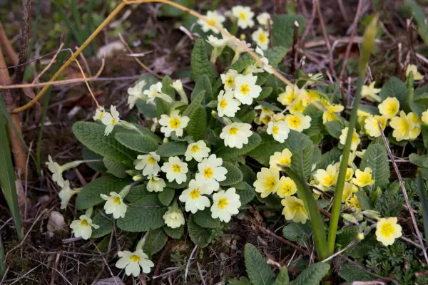 Yellow primroses