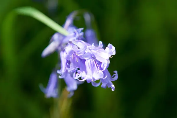 Bluebells