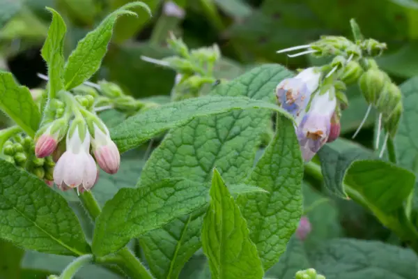 Pink comfrey flowers