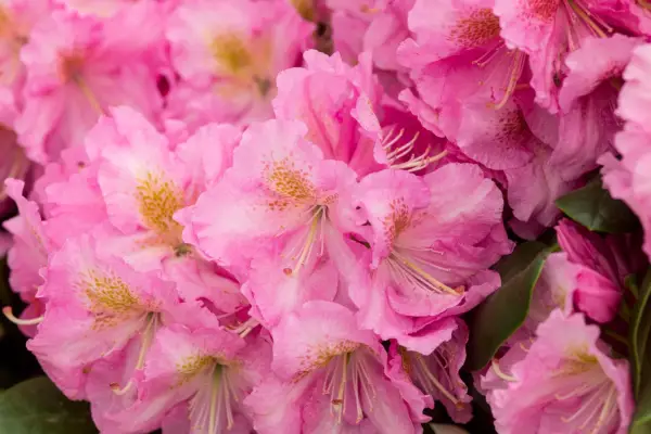 Rododendro 'Scintillation'