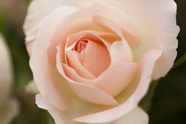 Rosa (Floribunda Group) 'Dorothy House'