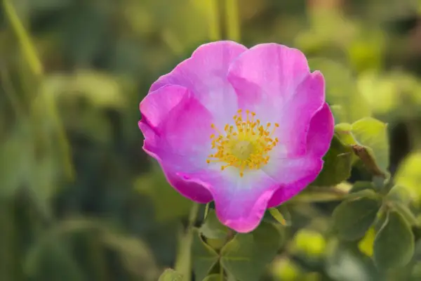 Sweet briar flower. Getty Images