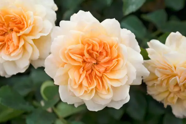 Rosa 'Port Sunlight'