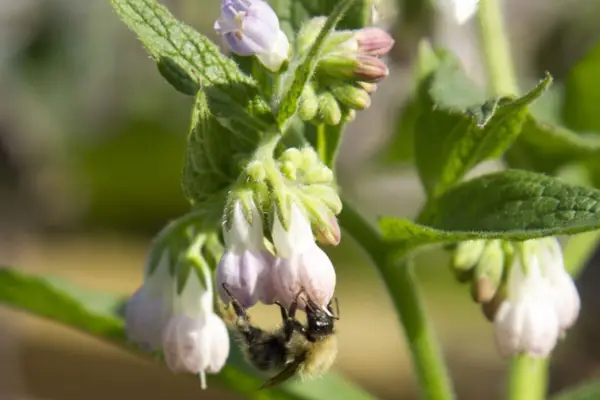 Symphytum 10 Uplandicum