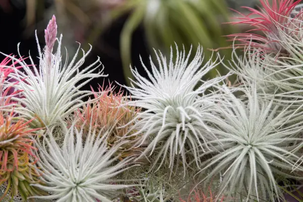 TILANDSIA TOOFS 'Snow'