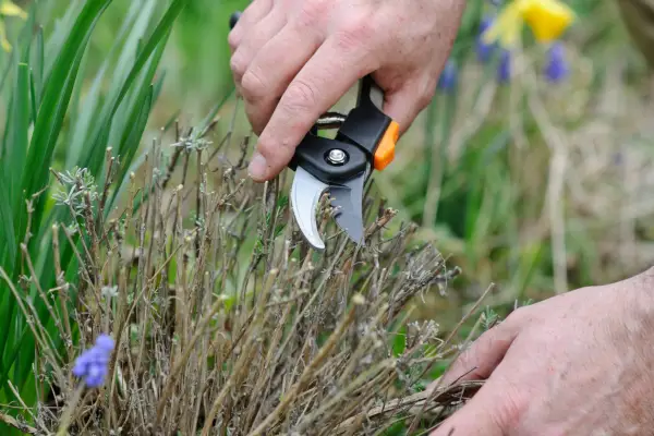 cutting-back-lavender-2