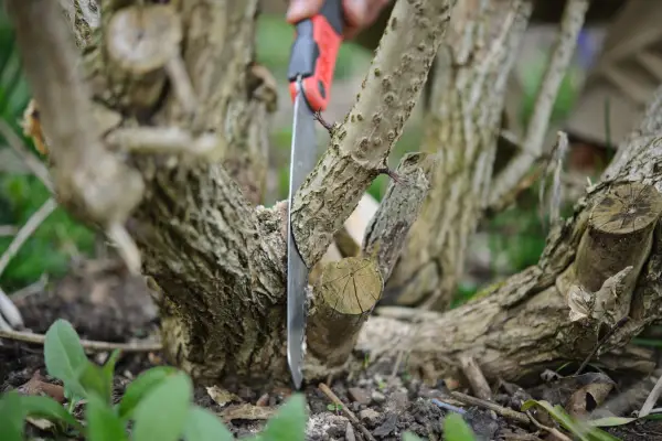 cutting-thick-stems-with-a-pruning-saw-2