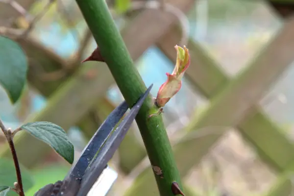 dont-cut-too-close-or-too-far-from-the-bud-2