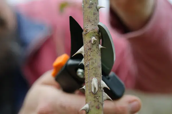 cut-at-the-right-angle-2