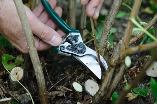 cut-back-the-weakest-shoots-2