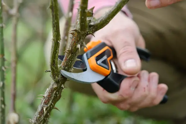 thin-out-problem-branches-2