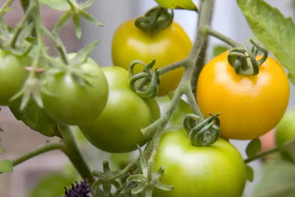 Best tomatoes to grow - Tomato 