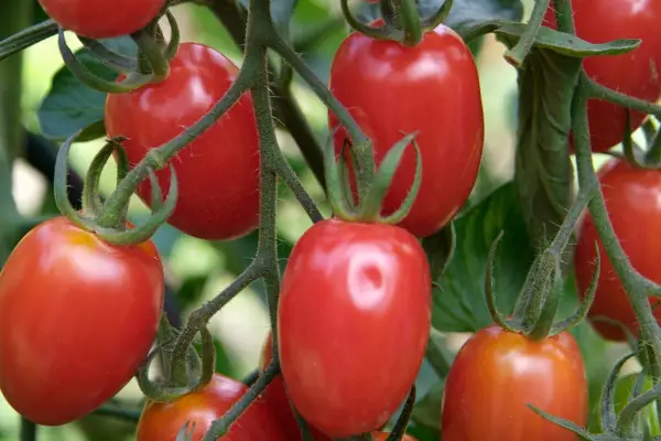 best tomatoes to grow - tomato 