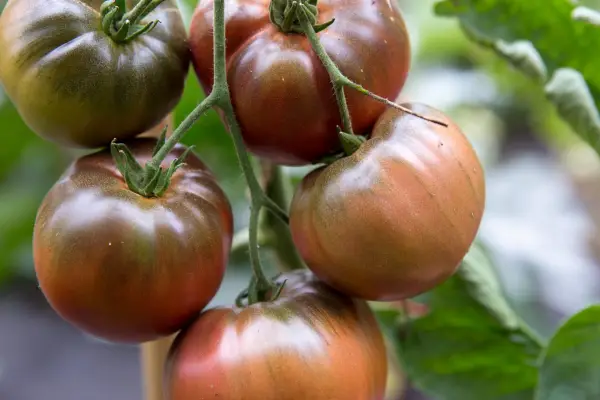 Best tomatoes to grow - tomato 