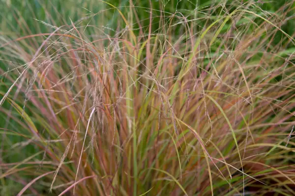 Pheasant grass