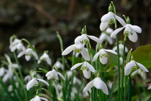 Snowdrop