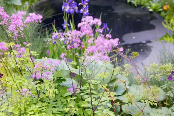 Thalictrum Black Stockings