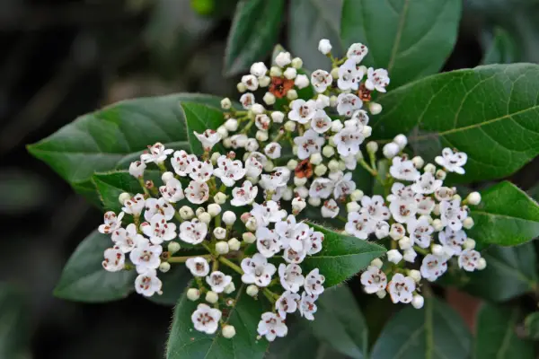 Viburnum tinus