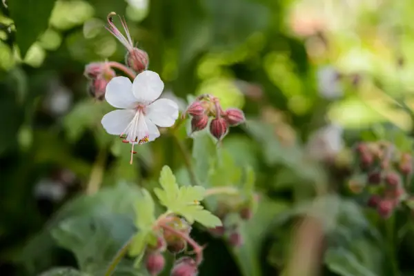 Geranium macrorrhizum