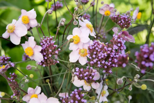 Anemone x hybrida Honorine Jobert