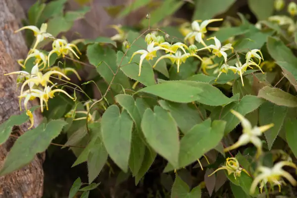 Epimedium lishihchenii