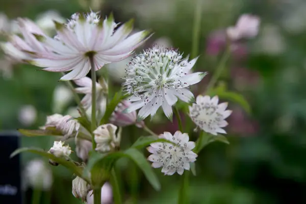 Astrantia