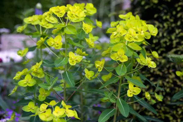Euphorbia amygdaloides var. robbiae