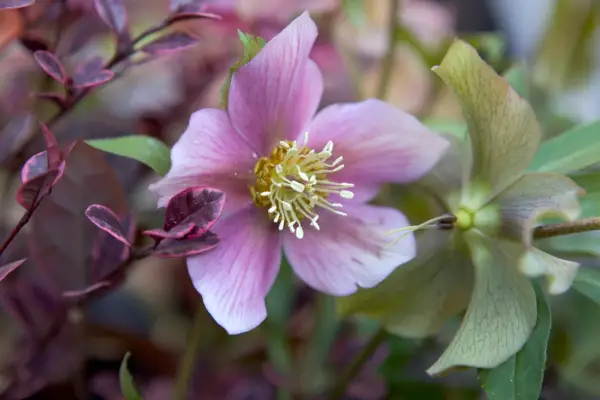 A dusky, magenta-pink hellebore flower