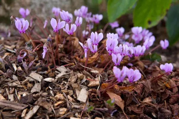 Ivy-leafed cyclamen