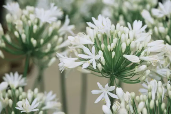Agapanthus 'Biele neba'
