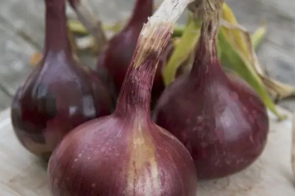 Allium cepa 'Red Baron'