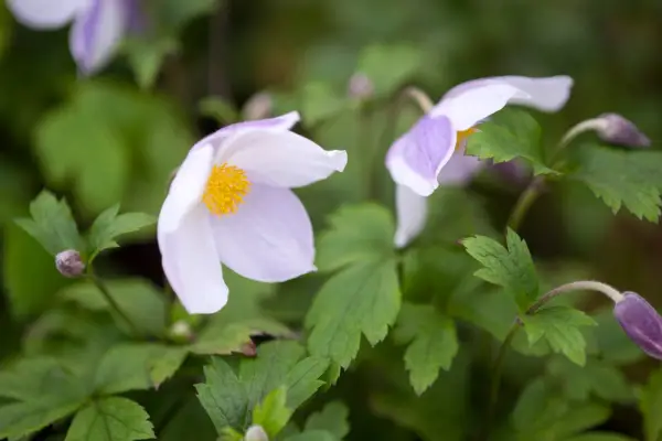 Anemone „lebădă sălbatică”