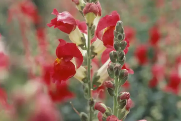 Antirrhinum Majus 'Nacht und Nacht'