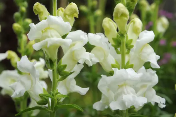 Antirrhinum Majus 'Royal Bride'