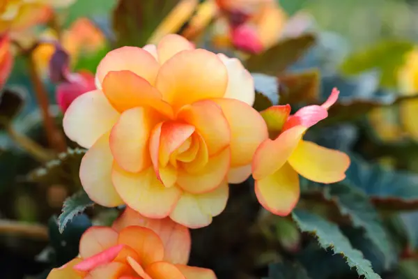 Begonia „Moreprot Shades”