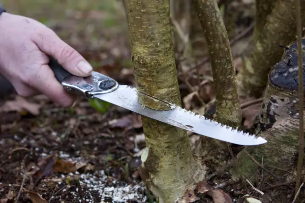 Coppicing hazel. Credit: Royal Botanic Gardens, Kew