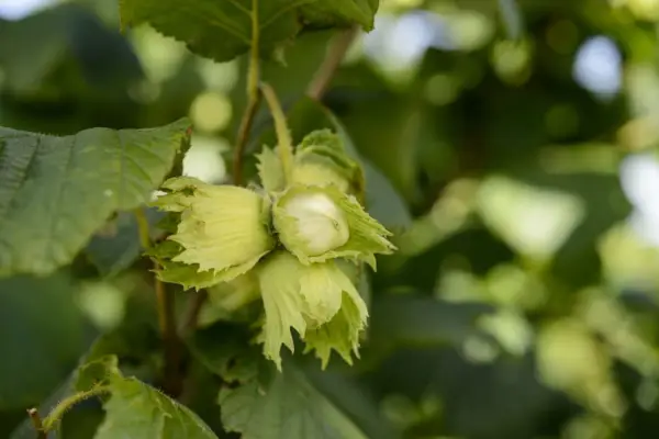 Corylus maxima