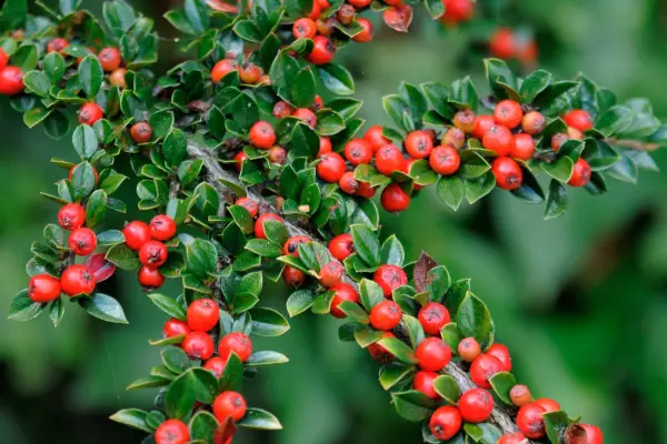 Cotonaster horizonttalis