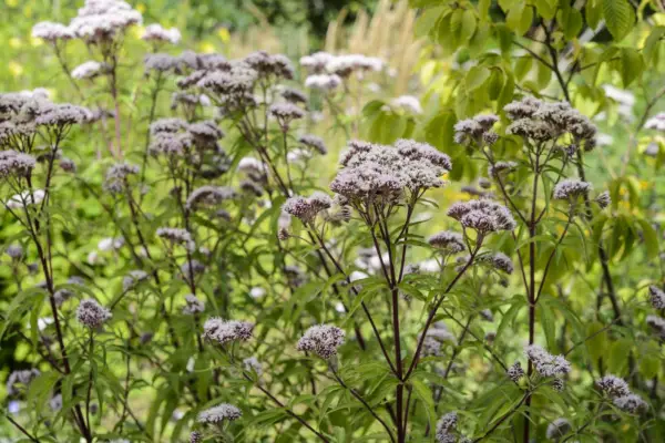 Eupatorium canabinum