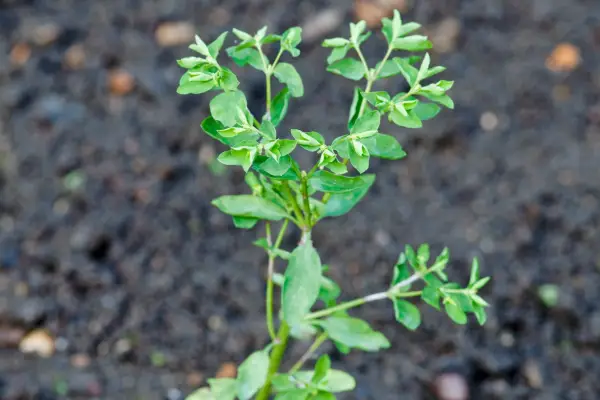 Sun spurge