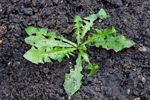 Dandelion weedling